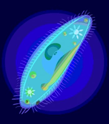 Profile picture of Supah Protist