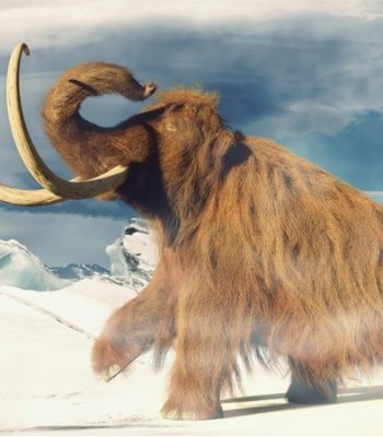 Profile picture of Hrafn